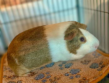 Rescue Guinea Pig Guinea Pigs for Adoption in Marshfield, Wisconsin - Tater | PetCurious